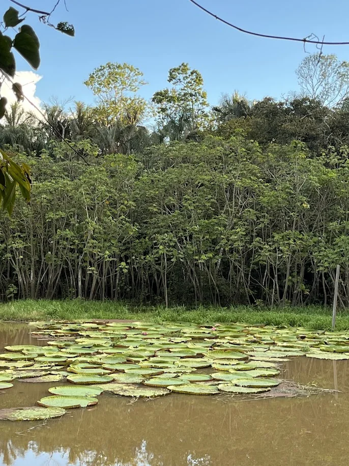 Vitória-régia nas águas da Amazônia